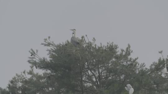 白鹭苍鹭栖息地LOG