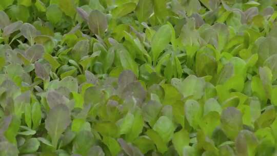 温室蔬菜种植蔬菜培育无土蔬菜视频素材模板下载