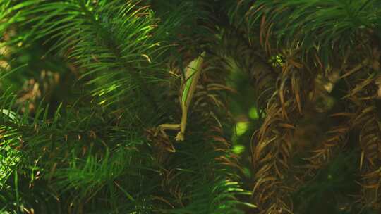 野外螳螂在松树上捕食毛虫