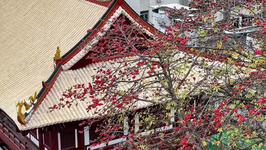 航拍广州光孝寺禅院红棉视频素材模板下载