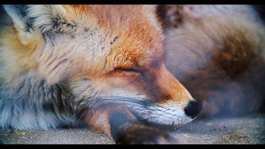 红狐趴在地上睡着了