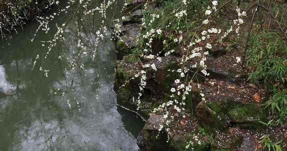 雨天下雨时梅花美景 池塘雨滴