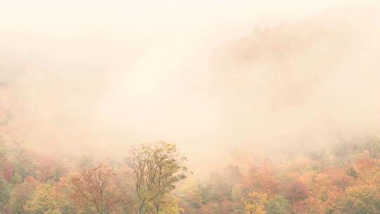 浓雾弥漫过秋天的森林