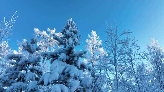 大兴安岭冬季雪域森林视频素材