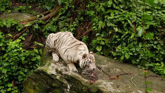 动物园里的老虎吃肉