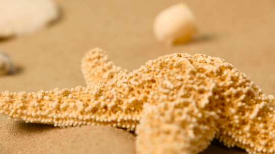 沙上的海星贝壳视频素材模板下载