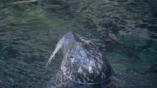 斑点海豹，水族馆，水，意大利