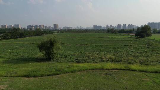 大草原一棵大树景区一棵树