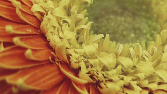 【镜头合集】鲜花摄影非洲雏菊橘黄色