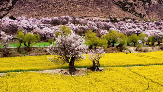 西藏林芝米林桃花油菜花乡村