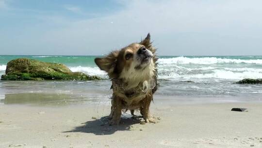 一条在海滩上甩掉水的狗
