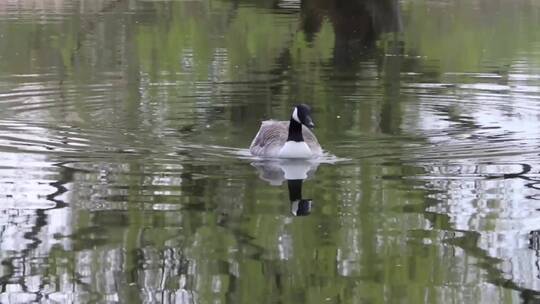 在湖里觅食的鹅