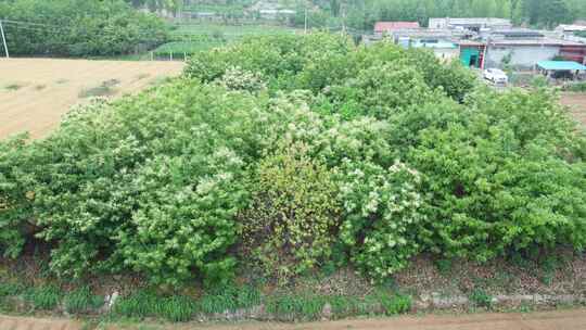 栗子 栗子花 栗树花 板栗树视频素材模板下载