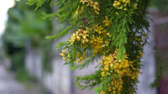 绿植鲜花黄花树大树植物特写