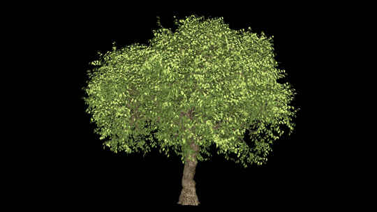 大树生长动画带透明通道4k素材