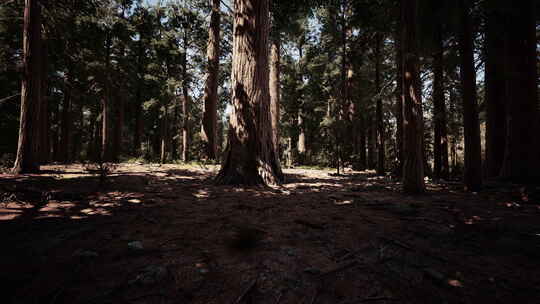 位于红杉国家公园的巨大红杉
