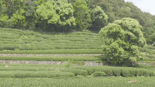 茶茶叶红茶艺采茶泡茶红茶山春茶道茶园农业