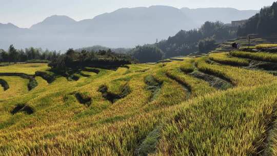 航拍浙江丽水云和梯田 秋天丰收的金色稻田