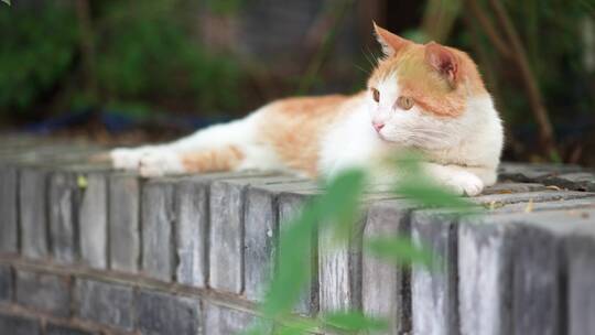 橘猫躺在窗台上休息