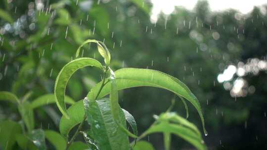 下雨雨天树叶实拍视频