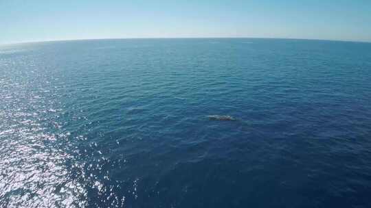 航拍大海里的鲸鱼视频素材模板下载