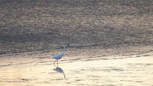 白鹭在深圳湾公园滩涂觅食