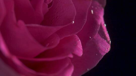 水下粉色玫瑰