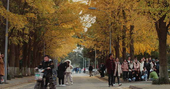 秋天的四川大学校园银杏林金黄色的树叶人群