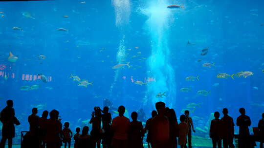 海底世界海洋馆游客剪影 水族馆 海底世界