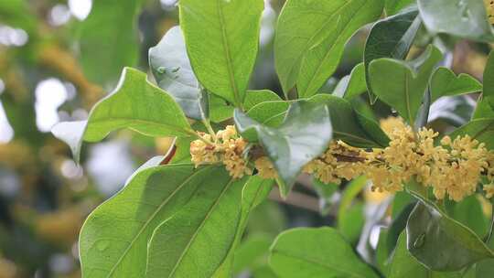 【合集】桂花金桂飘落特写