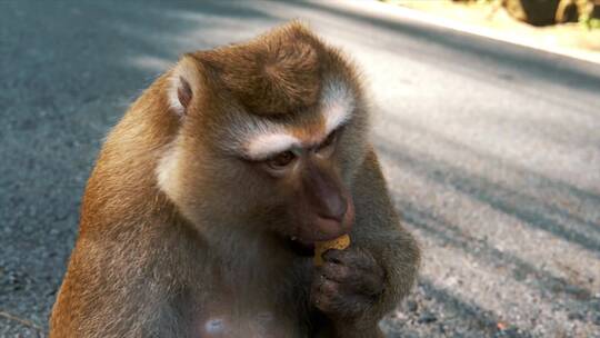 猴子坐在路上吃饭的肖像视频素材模板下载