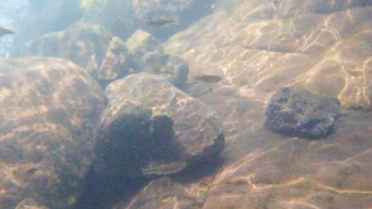 河边小溪河底海底水下世界流水岩石光影升格视频素材模板下载