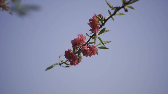 梅花腊梅