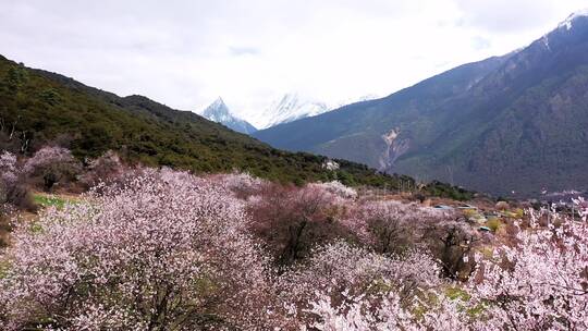 盛开的桃花