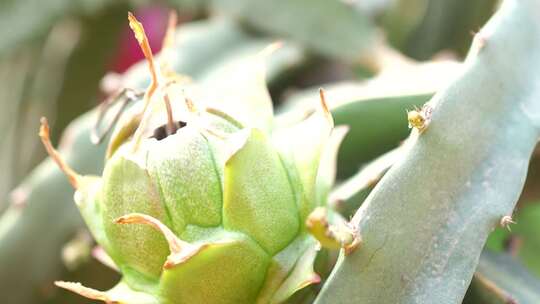 火龙果种植 火龙果树 仙人掌科植物