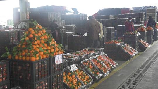 水果批发市场 海吉星 柑橘 水果