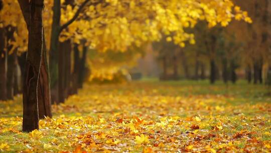 秋天金黄色的树叶落叶枫叶铺满道路小道特写