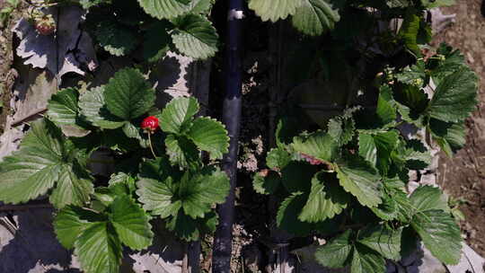 从上面看有浇水管的草莓植物视频素材模板下载