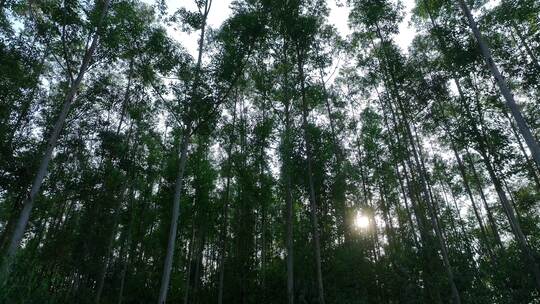 阳光下森林风吹树林大风吹树叶风吹丛林树枝