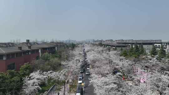 航拍鉴真路樱花大道人流