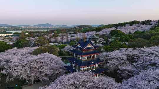 江苏 无锡 太湖 鼋头渚樱花 春天 旅游