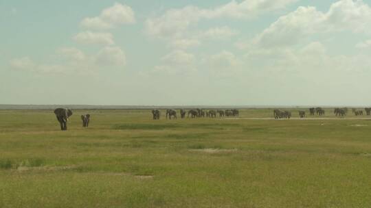 一群大象在迁徙