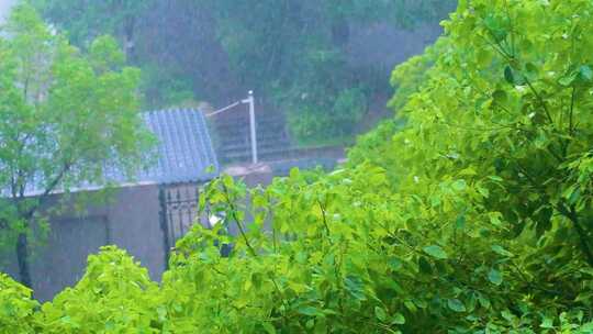 城市下暴雨下雨天雨水雨滴植物树叶子树木雨