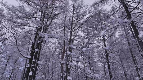 寒冬大兴安岭森林雪松树挂