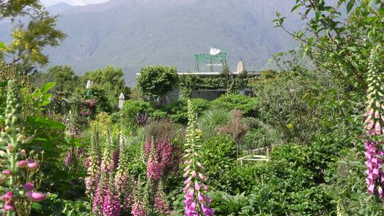 花园花香花巷绿植花海