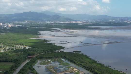 4K航拍深圳福田红树林湿地保护区