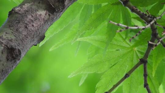 金秋 生机盎然 美丽的大自然森林树木树叶