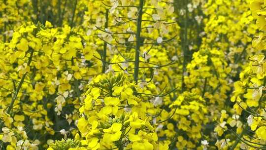 油菜花蜜蜂采蜜