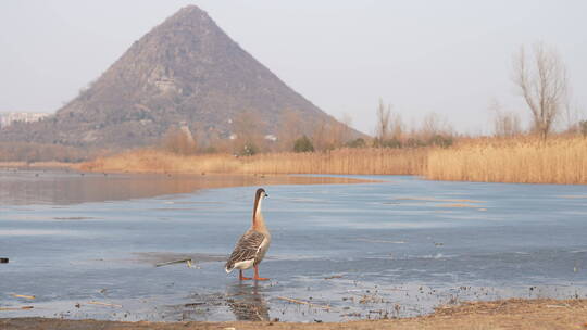 中国山东济南华山湖湿地秋冬鸟类觅食
