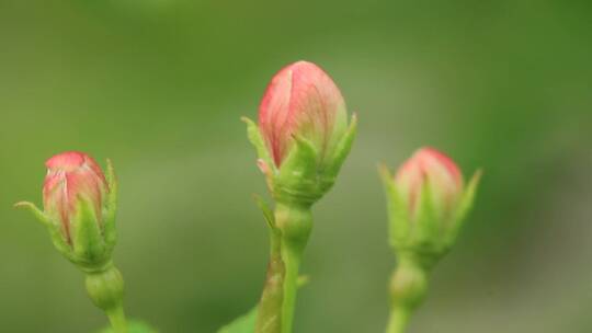 大兴安岭野生植物山荆子花蕾视频素材模板下载